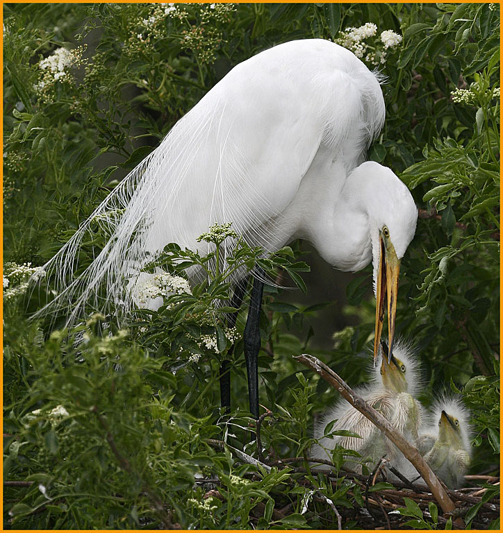 Egret Feeding the Chicks   Copy